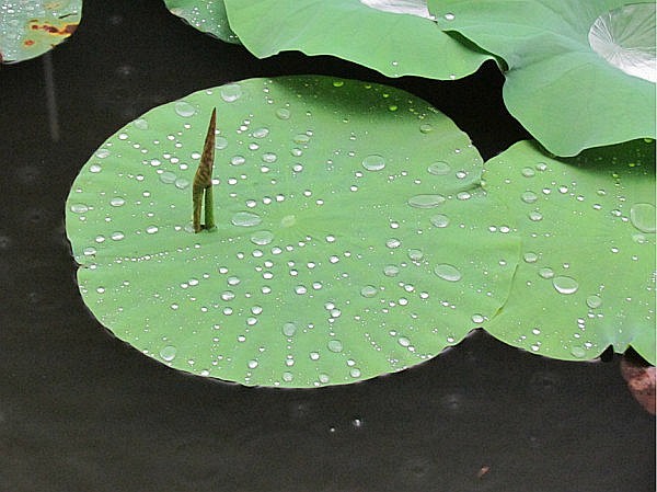 雨荷