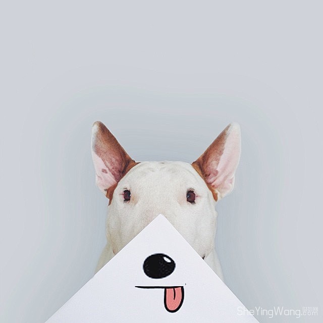 27幅有趣的牛头梗狗狗创意摄影