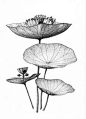 Acoustic Botany: Keita Akiyama envisions what acoustic plants might look like