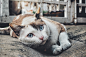 一只白色和棕色的猫，蓝色的大眼睛和一只猫的铃铛躺在地上