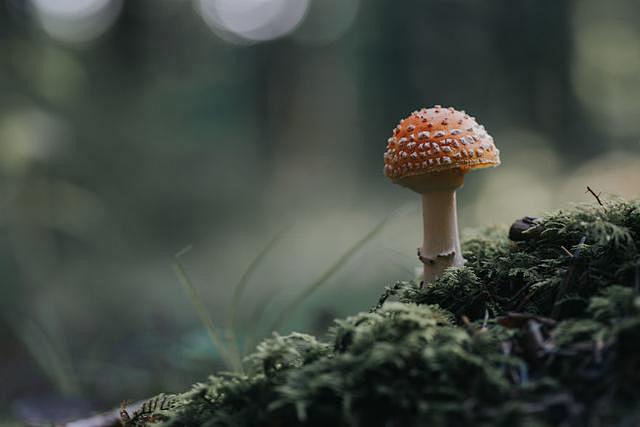 森林里的小伞包 森林深处小巧可爱的蘑菇