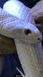 蛇注意。小美人，瓷白的鳞片和蓝紫色的眼睛。 via：O网页链接 ​​​​