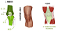 ​ 膝盖部位的详细画法介绍，如果你把膝盖画成了萝卜，那么你一定没有了解膝盖部位的结构，感觉好好的了解膝盖部位的画法吧！转需！#绘画参考# °膝盖部位的详细画法介绍 ​​​​