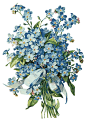 水彩复古手绘花卉图形玫瑰月季卡片明信片素材PNG免扣  (5)
