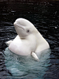 Beluga | Amazing ✈ World