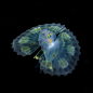 _动物照片-鱼类等海洋动物 _T20181012 #率叶插件 - 让花瓣网更好用# _生物采下来 #率叶插件，让花瓣网更好用#