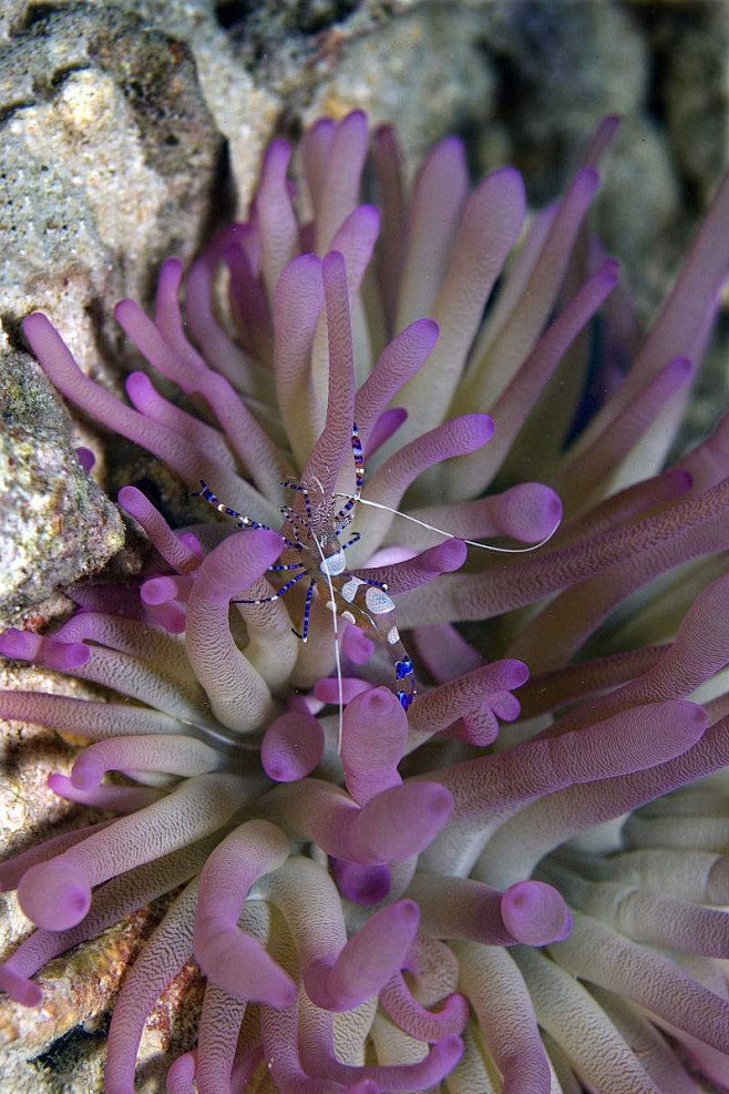 海葵虾