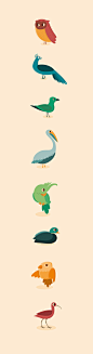 Genera Avium, Genera Piscis on Behance鸟类插图#扁平化#