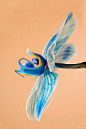 Blue orchid