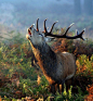 Stag by Mark Bridger