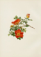 Ellen Willmott Rose Prints 1914 from The Genus Rosa