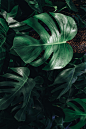 自然背景树叶图片热带植物叶子背景