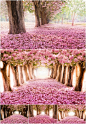 #PS素材# 高清图片 - romantic spring park 【http://t.cn/8F32iMm】浪漫花之路 漂亮！