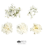 Flowers-AI矢量鲜花元素03-PNG：