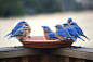 Bluebirds: 