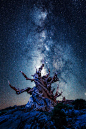 Bristlecone Forest, California