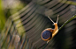 25张昆虫微距摄影欣赏 - 素材中国16素材网