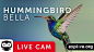 Live Cam: Hummingbirds