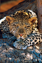 Animal Leopard | Animals beautiful, Animals wild, Animals
