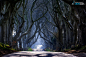 Michele Rossetti在 500px 上的照片The Dark Hedges