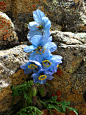 美丽绿绒蒿 传说中喜玛拉雅蓝罂粟，生长在海拔5300米左右的极端环境的悬崖峭壁上