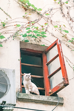 木丈采集到猫