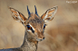 Dikdik watching sunset by Mogens Trolle on 500px