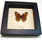 Junonia Coenia male Buckeye butterfly | Real Butterfly Gifts Framed Butterflies and Insect Displays