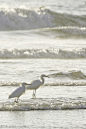 random beauty | gyclli: Beach life fishing / By Karol Franks