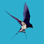 Barn Swallow by Graphic Stew, via Flickr