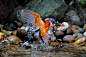 Post image for Startling Footage Fishing Kingfisher