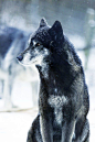 Wolf: