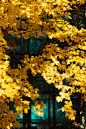 窗户,黄色,叶子,绿松石,垂直画幅,秋天,无人,2015年,玻璃,城市