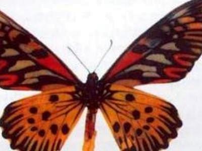 巨型毒蝶。具有黑橙色花纹，是非洲最大的蝴...