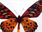 巨型毒蝶。具有黑橙色花纹，是非洲最大的蝴蝶。色彩是由于含有大量的强心甾毒素而形成。