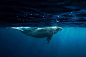 我是只化身孤岛的鲸，有着最巨大的身影。摄影师Rita Kluge ​​​​