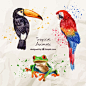 Watercolor exotic birds with a frog Free Vector