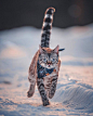 漫步在雪地上的豹猫女孩Chili Instagram:we.are.chilipepper