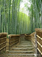 竹子在景观中的应用