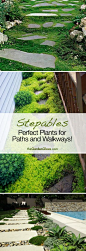 Stepables: Cool ideas for plants and ground cover for your Paths and Walkways!