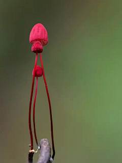 月伴蓝云采集到花儿朵朵开