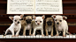 We are pianists Wallpaper