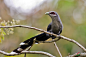 绿嘴地鹃：鸟纲，国家三级保护动物。
