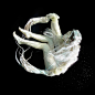 Projects | Zena Holloway