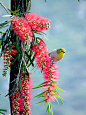 串錢柳 花開迎鳥來 