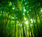 绿色 自然 植物 生长 背景 竹林 竹子