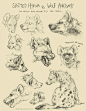 #绘画参考# 专门画动物的画师 kenket  对斑鬓狗的草图研究。