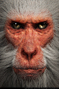 The Snow Monkey | Primate Series, Andre Holzmeister : I am making a Series of Primate portraits.

Texture.XYZ alphas were used for the fine detail on the skin, Zbrush 4R8, Fibermesh and 3DS MAX Hair & Fur, Arnold for Rendering