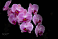 Pink Orchids