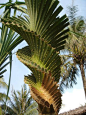 Pandanus spiralis in Vanuatu. I have 5 different palm trees in my yard. Never seen one like this. Ever! Now I now why. It is native plant in Australia. Another reason I need to visit! LO